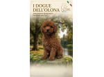 Cuccioli di barboncino toy