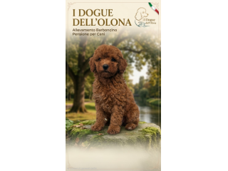 Cuccioli di barboncino toy
