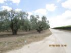 Vendo terreno agricolo - Foto 5