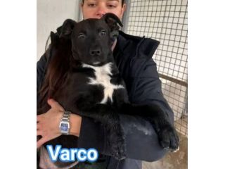 MAURA, VARCO, ROSEA, PEPPINO, CUCCIOLI IN ADOZIONE