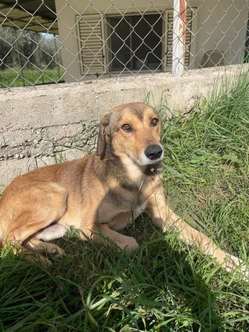 UGOLINO DOCILE, GLI PIACE FARSI COCCOLARE CAGNOLINO IN ADOZIONE - Foto 6