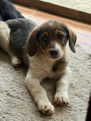 DARA, la cucciola più tenerona del rifugio cerca mamma! - Foto 2