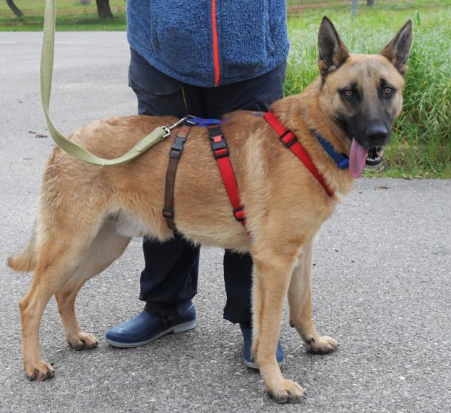 SPENCER 1 ANNO PASTORE MALINOIS IN CANILE - Foto 5