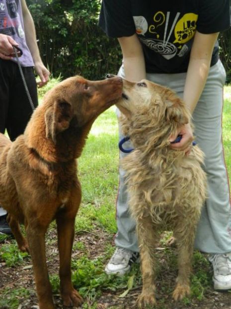 LINUS, bello e desideroso d 'amare - Foto 5