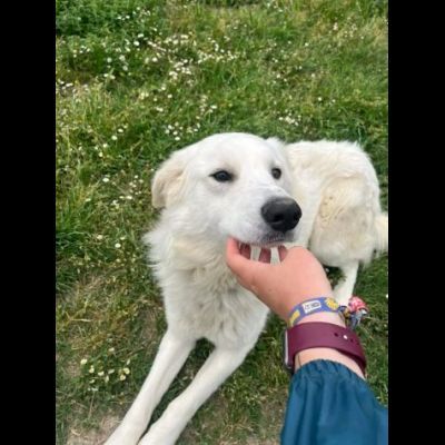 GERICO UNA MERAVIGLIA IN GABBIA CANE IN ADOZIONE - Foto 9