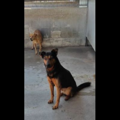 GRISU' la vita tra le sbarre, cane in adozione, tg medio contenuta - Foto 2