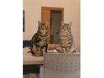 Chico e Icaro, 1 anno, gatti maschi