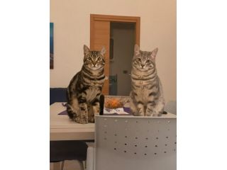 Chico e Icaro, 1 anno, gatti maschi