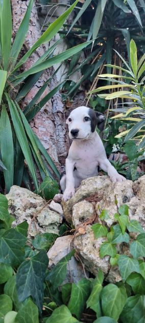 Cuccioli Allevamento Amstaff in Puglia Bari Lecce Taranto Brindisi Foggia - Foto 6