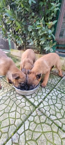 Cuccioli Pastore Belga Malinois - Foto 5