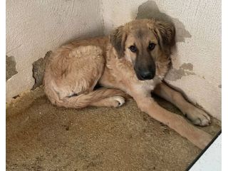 ANDROMACA CUCCIOLA IN ADOZIONE