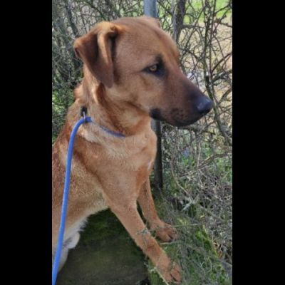 MATTIA DOLCE E GIOVIALE CAGNOLINO IN ADOZIONE - Foto 3