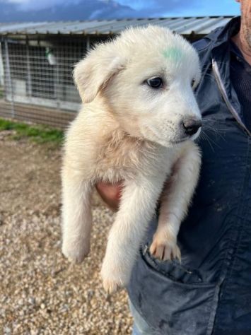 MIRKO DELIZIOSO CUCCIOLO IN ADOZIONE - Foto 4