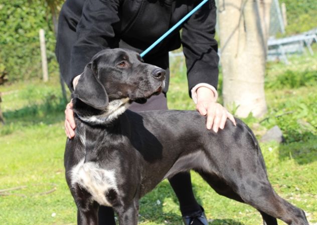 GIULIA, vitale mix labrador URGENTE - Foto 4