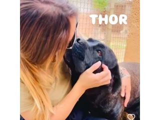 Thor e' buono e gentile cerca casa