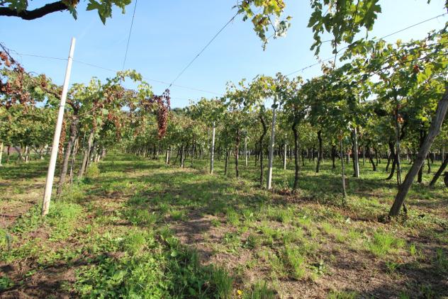 Terreno edificabile in vendita a Gambellara - Foto 7