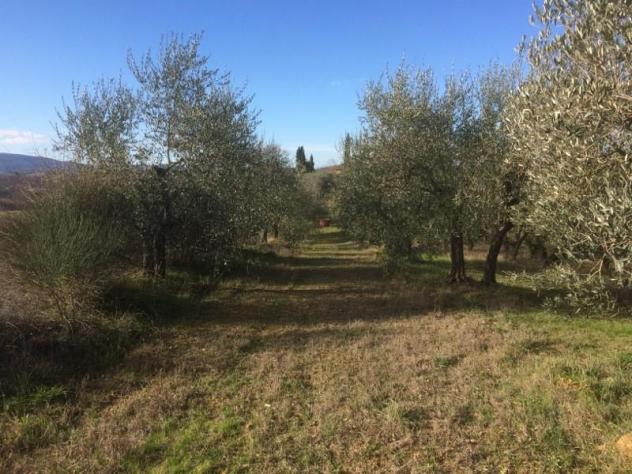 Terreno agricolo in vendita a Poggibonsi 3500 mq Rif: 1290553 - Foto 2