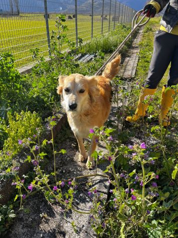 Salvo, cagnolino che implora carezze - Foto 5
