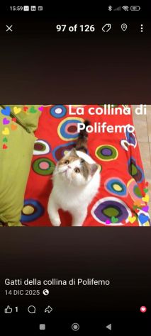 Gattini  persiani pelo corto - Foto 4