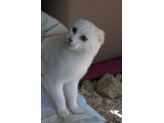 Meringa gattina , adozione del cuore