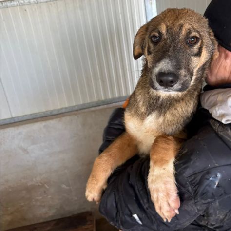 CUCCIOLI IN ADOZIONE: JOHNNY ADORABILE LUPETTO - Foto 2
