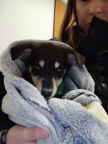 Regalo cucciola incrocio pastore tedesco - Foto 5
