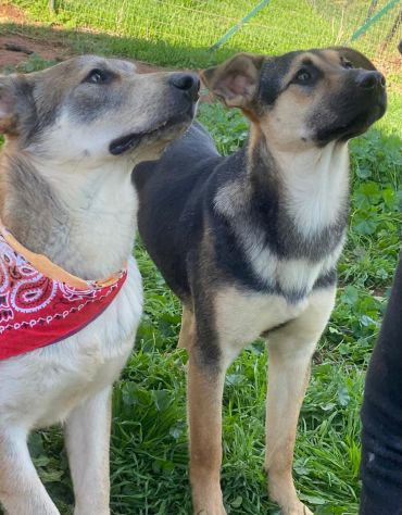 Teseo, un cucciolo che sta crescendo in canile - Foto 5