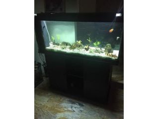 Acquario Juwel 180Lt con Mobiletto Juwel