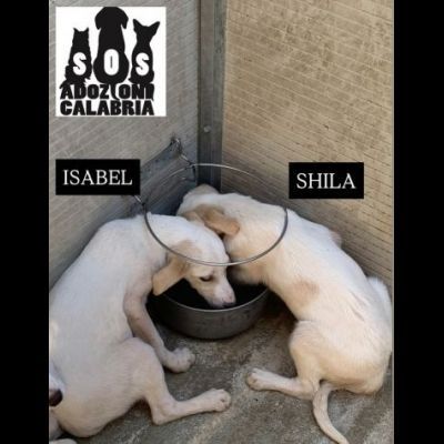 CUCCIOLI IN ADOZIONE - Foto 6