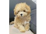 Maltipoo albicocca - pagamento agevolato