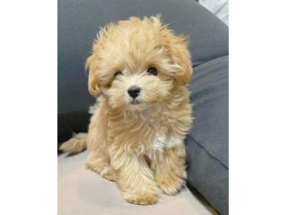 Maltipoo albicocca - pagamento agevolato