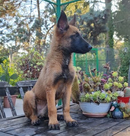 Cucciolata Pastore Belga Malinois Puglia Basilicata Campania Calabria - Foto 3