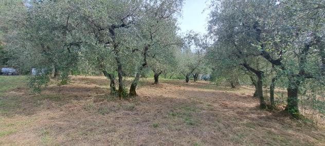 Terreno agricolo in vendita a Castelfranco di Sotto 5340 mq Rif: 1452784 - Foto 6