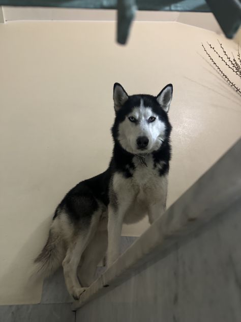 Husky Siberiano disponibile per monta - Foto 2