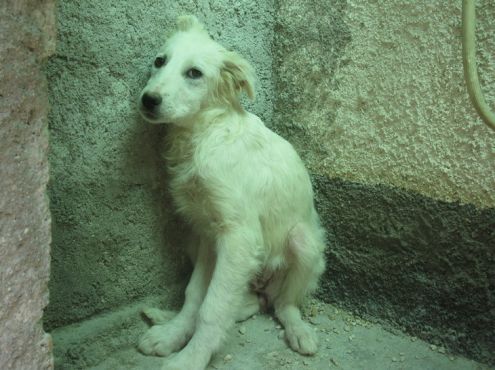 CUCCIOLE di maremmano in cerca di adozione - Foto 2
