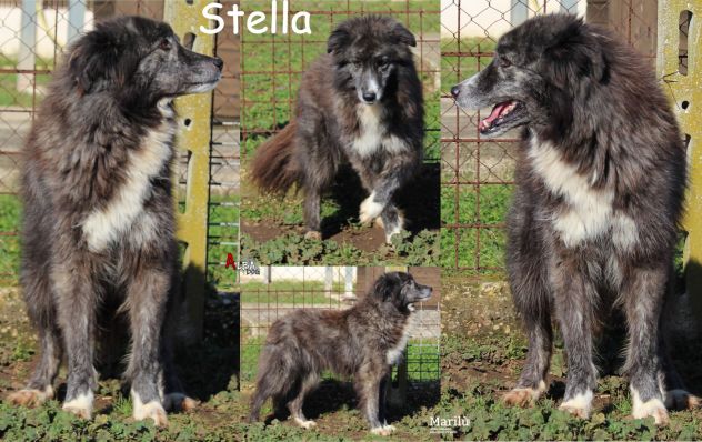 EMERGENZA Cani anziani anche il NIENTE per loro è TUTTO, Aiutateci a salvarli - Foto 5
