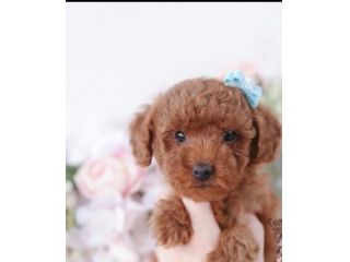 barboncino cuccioli toy
