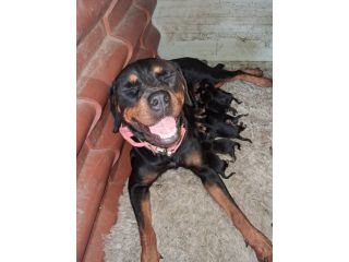 Cuccioli rottweiler