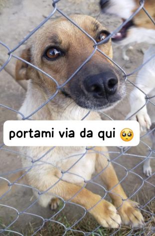 Marta 2 anni 8 kg taglia piccola - Foto 3