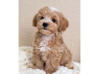maltipoo - pagamento personalizzato
