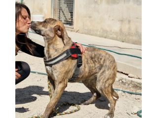 Schenny rimasta da sola in canile senza le sue sorelle