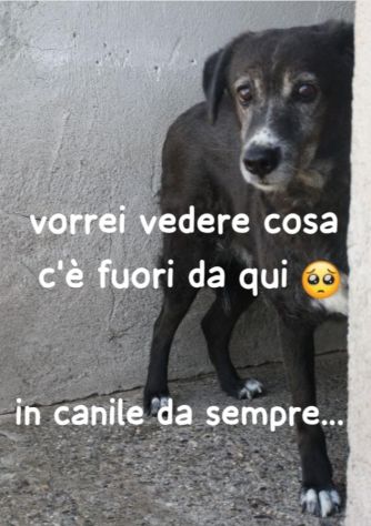9anni femmina tg media IN CANILE DA SEMPRE! PUGLIA