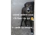 9anni femmina tg media IN CANILE DA SEMPRE! PUGLIA