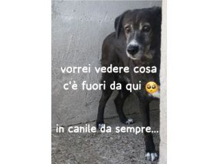 9anni femmina tg media IN CANILE DA SEMPRE! PUGLIA