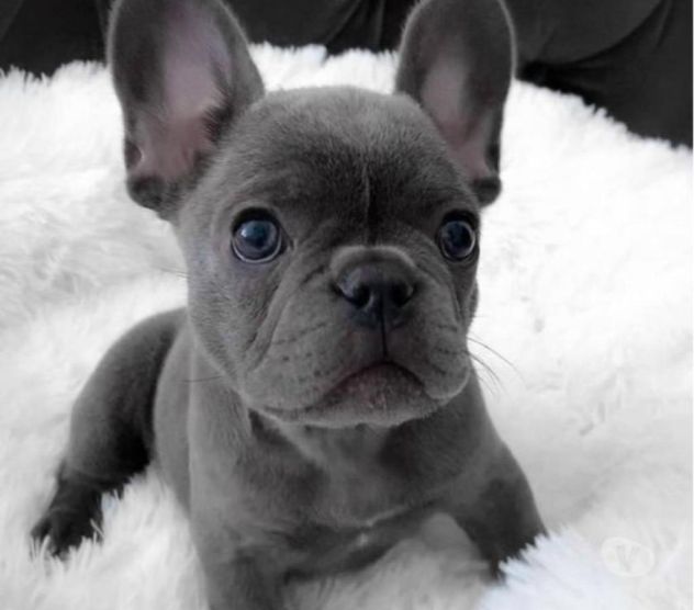 DISPONIBILI CUCCIOLI DI BULLDOG FRANCESE – BOULEDOGUE FRANÇAIS - Foto 3