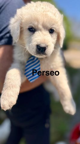 Cuccioli di maremmano - Foto 3