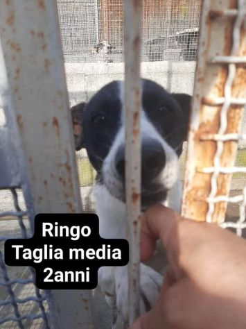 Cagnolini in adozione - Foto 2