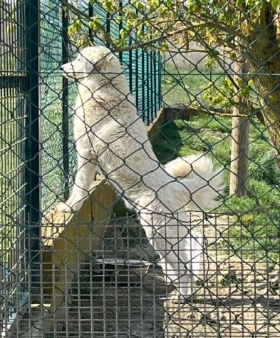 JERRY 2anni splendido maremmano - simpatico! - Foto 6