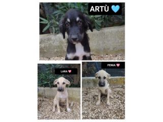 LARA FENIA E ARTÙ, 3 MESI (01/07/26), TAGLIA MEDIA, ABBANDONATI