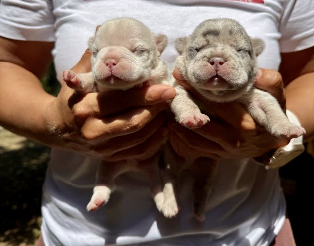 Cuccioli bulldog francese esotico - Foto 6